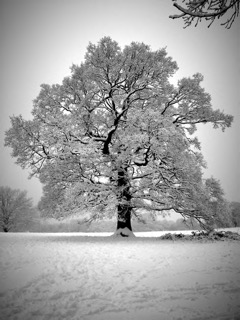Parliament Hill Research logo